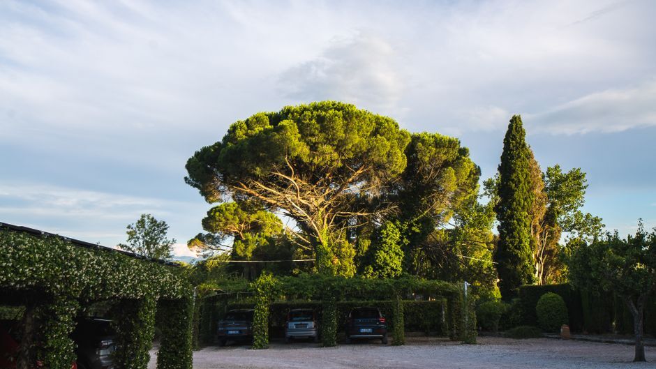 Cars parked under a leafy carport pergola