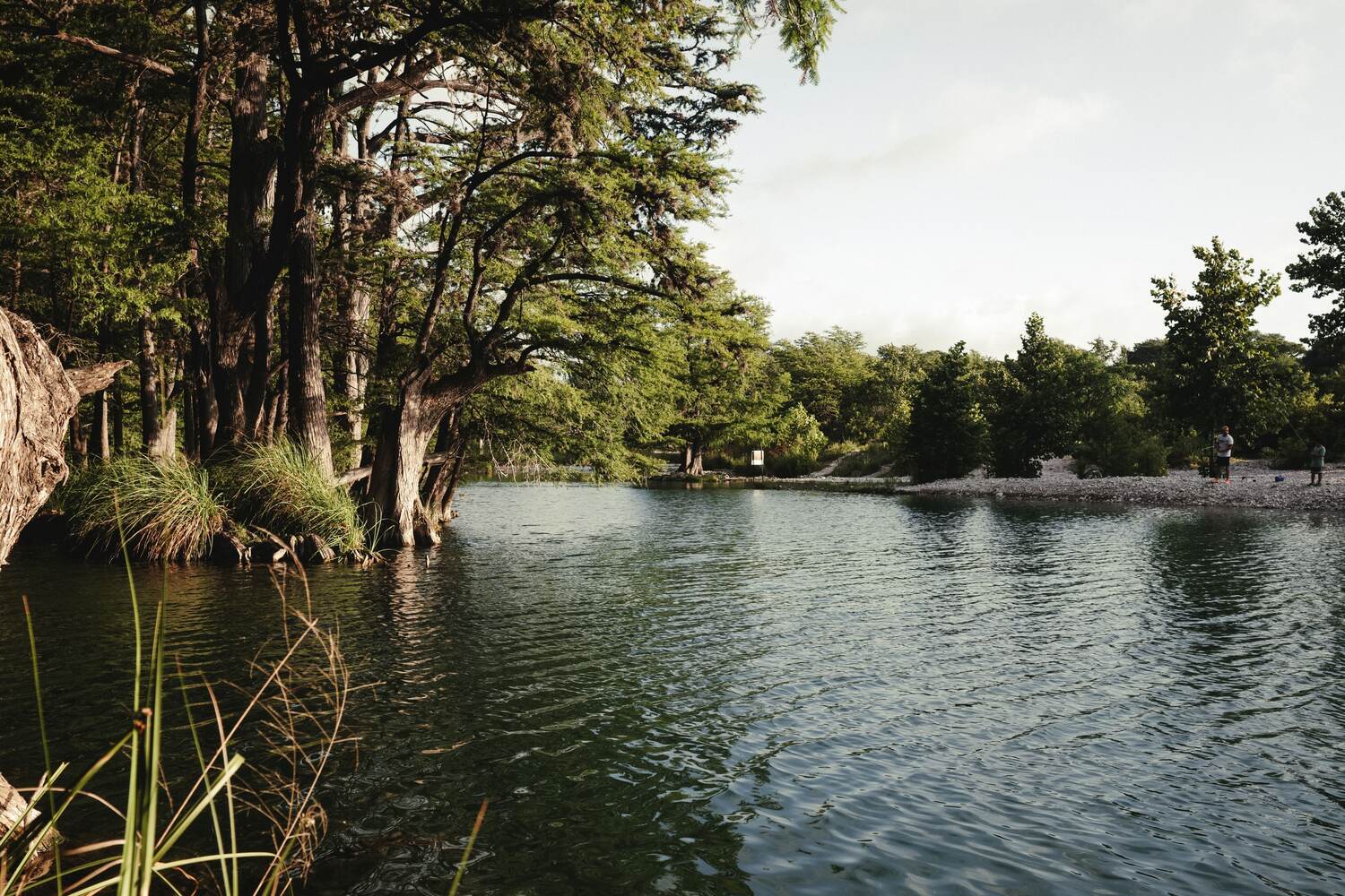 Clear green river beside a gravel bank under cypress trees